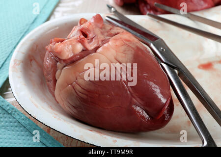 Cuore organo in medical vassoio metallico con strumenti su tavola, primo piano Foto Stock