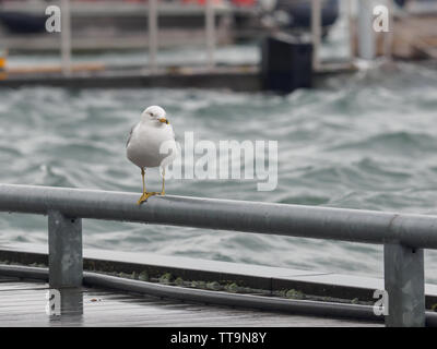 Toronto, Canada. Il 15 giugno, 2019. Seagull saldi sulla ringhiera di ancoraggio in Toronto harbourfront. Foto Stock