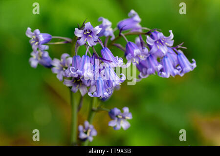 English bluebell fiori fioritura nel parco Foto Stock