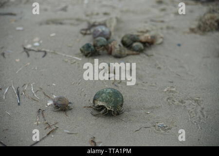 Stati Uniti: Giugno 25, 2015; paguri sul suono Pamlico lato di Ocracoke Island, nella Carolina del Nord. (Foto di Douglas Graham/WLP) Foto Stock