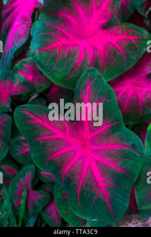 Caladiums sono interessanti piante tropicali di diversi colori e varietà. Le loro forme uniche assomiglia a quelle di cuori o le orecchie, così i loro nomi. Foto Stock