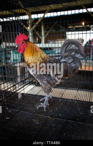 Stati Uniti - 2 Agosto 2015: un gallo vi aspetta a giudicare nel pollame granaio di Warren County Fair di fronte Royal Virginia il 2 agosto 2015. (Ph Foto Stock