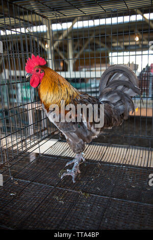 Stati Uniti - 2 Agosto 2015: un gallo vi aspetta a giudicare nel pollame granaio di Warren County Fair di fronte Royal Virginia il 2 agosto 2015. (Ph Foto Stock