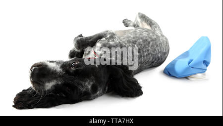 Cane malato con il sacchetto del ghiaccio, isolato su bianco Foto Stock