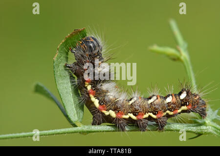 Caterpillar alimentazione sulla foglia Foto Stock