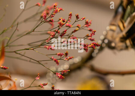 Fiori autunnali e disposizioni Foto Stock