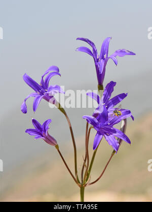 Ixiolirion tataricum, lavanda giglio di monte Foto Stock