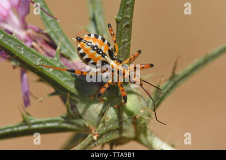 Rhynocoris punctiventris, assassin bug su thorn Foto Stock