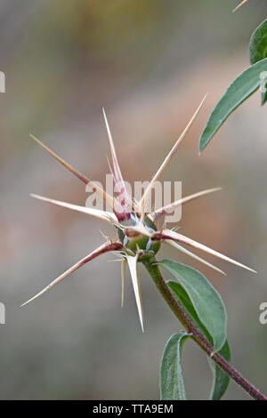 Sharp thorn testa Foto Stock