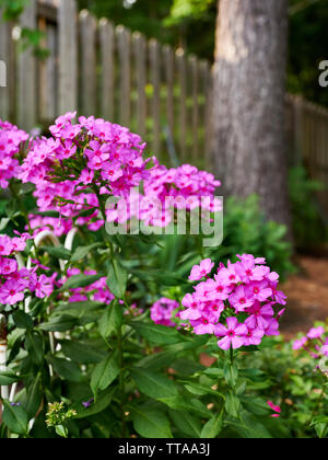 Rosa Phlox alti,Polemoniaceae, fiori trovati in una casa con giardino in Alabama, Stati Uniti d'America. Foto Stock