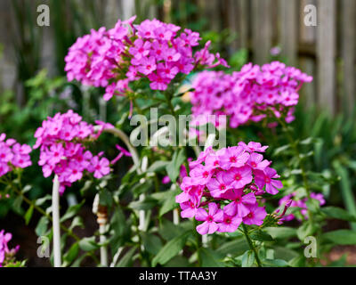 Rosa Phlox alti,Polemoniaceae, fiori trovati in una casa con giardino in Alabama, Stati Uniti d'America. Foto Stock