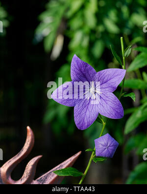 Blu o porpora platycodon grandiflorus o fiore a palloncino in piena fioritura in un giardino. Foto Stock