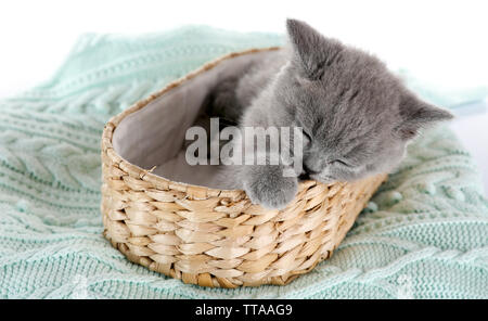 Grigio carino gattino nel cesto di vimini nei caldi plaid, primo piano Foto Stock