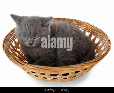 Grigio carino gattino nel cesto di vimini isolato su bianco Foto Stock