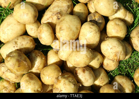 Patate di primizia, primo piano Foto Stock