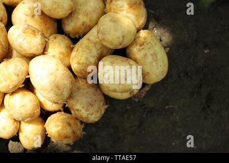 Il raccolto di patate di primizia, primo piano Foto Stock