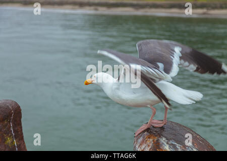 Un gabbiano occidentale (Larus occidentalis) sta per prendere il volo, San Francisco, California, Stati Uniti. Foto Stock