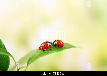 Ladybugs sulla lamina sullo sfondo sfocato Foto Stock