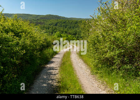 Dritto su strada di ghiaia senza veicoli attraverso una foresta in primavera presso il giorno, Erro valley, Roncisvalle, Navarra, Spagna, Europa Foto Stock