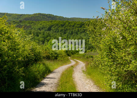 Dritto su strada di ghiaia senza veicoli attraverso una foresta in primavera presso il giorno, Erro valley, Roncisvalle, Navarra, Spagna, Europa Foto Stock
