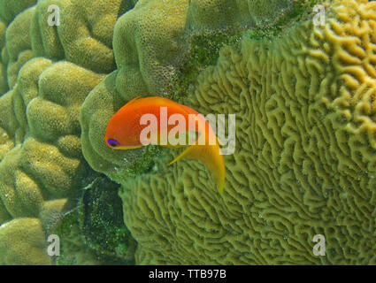 SCUBA diving e vita sottomarina, delle Laccadive, India Foto Stock