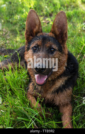 Bella giovane cane, nero e marrone che stabilisce nell'erba verde su un giorno di estate Foto Stock
