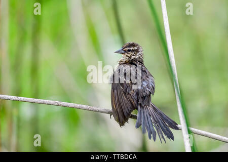 Rosso-winged Blackbird (femmina) Foto Stock