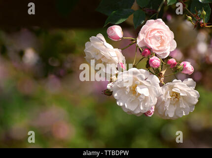 Rosa pallido rose rampicanti in fiore in estate Foto Stock