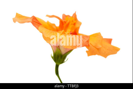 Singolo di colore arancione pallido ibisco cinese isolati su sfondo bianco Foto Stock