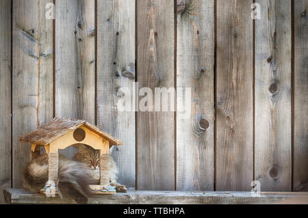 Grigio cat soffice giacente in un legno Bird Feeder su una parete in legno sfondo Foto Stock