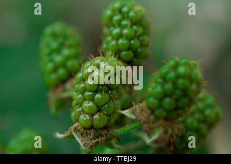 Verde blackberry immaturo impianto. more impianto. Foto Stock