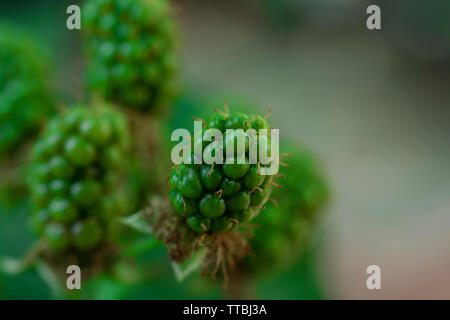 Verde blackberry immaturo impianto. more impianto. Foto Stock