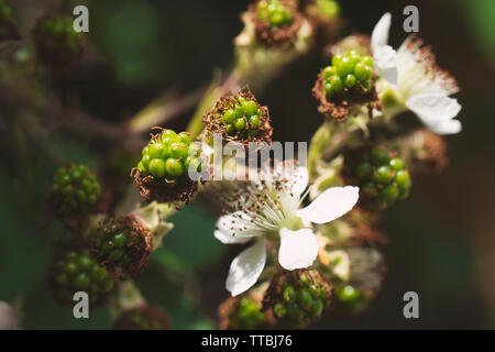 Blackberry fioritura bush con bacche di colore verde. Fiori di colore rosa della bella blackberry bush in primavera. Boccola con una bella maturazione bacche di Blackberry. Ma Foto Stock