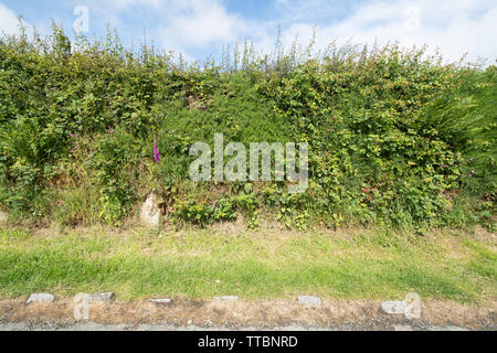 Pembrokeshire hedge siepe hedgebank (hedge banca), un tradizionale confine campo in Galles, UK, con fiori selvaggi nel corso del mese di giugno o inizio di estate Foto Stock