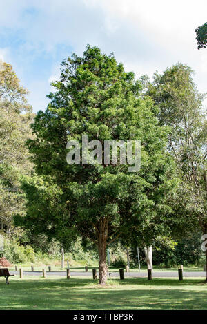 Un australiano prugna Pine Tree (Podocarpus elatus) in un parco a metà costa nord del New South Wales, Australia Foto Stock