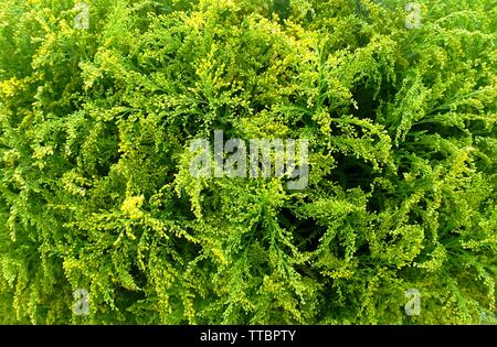 Bel Fiore, Close Up di giallo Solidago Figantea o fiori di oro. Foto Stock