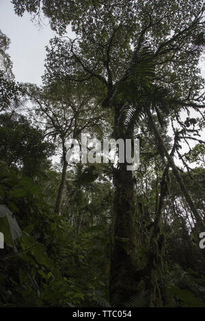 Subtropicale primordiale foresta di pioggia copre il versante occidentale delle Ande a 2200 metri di altezza Bellavista Lodge in Ecuador. Foto Stock