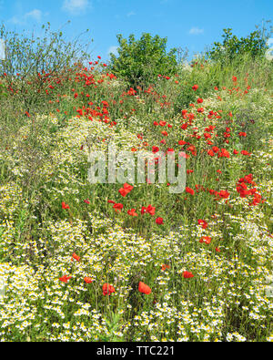 Fiori Selvatici, papaveri e margherite, danza del vento in una bella mattina di sole lungo Minster modo, Beverley, Yorkshire, Regno Unito. Foto Stock