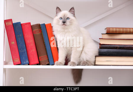 Carino gattino su uno scaffale con libri su sfondo chiaro Foto Stock