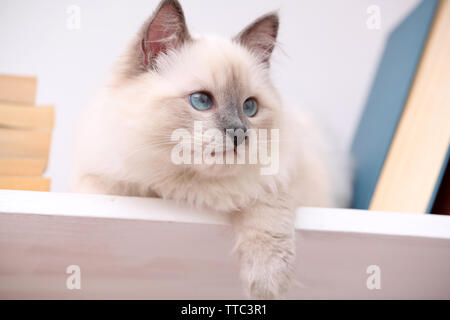 Carino gattino su uno scaffale con libri su sfondo chiaro Foto Stock