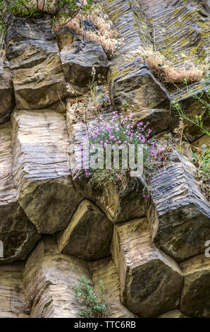 Bella piccoli fiori di colore rosa viola carnation crescono nelle spaccature delle colonne di basalto sulle rocce in Garni gorge in Armenia Foto Stock