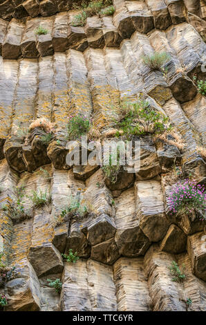 Sulla roccia dal lato soleggiato nelle spaccature delle colonne di basalto cresce erba e bellissimi fiori piccoli in Garni gorge in Armenia Foto Stock