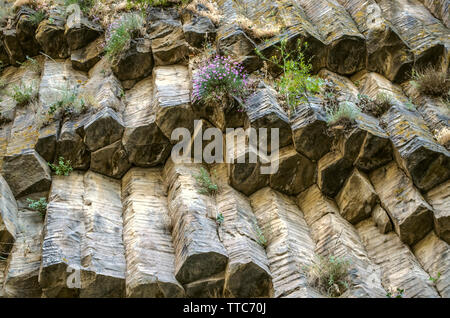 Sul lato soleggiato nelle fessure delle rocce da colonne di basalto in estate nella gola Garni in Armenia bloom bellissimi fiori ed erbe aromatiche Foto Stock