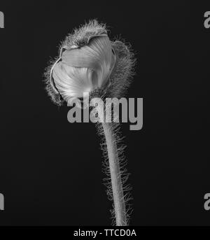 Isolato da cova giovani Islanda papavero macro blossom,floral arte monocromatica vita ancora,bloom circa per aprire,sfondo nero,texture dettagliate Foto Stock