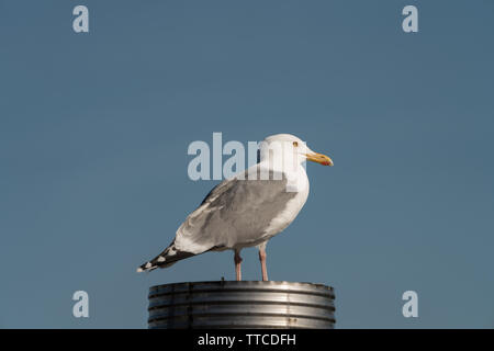 Close up di un Gabbiano Aringhe (Larus argentatus) in piedi su un camino cercando di destra Foto Stock