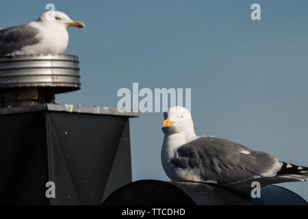 Close up di un Gabbiano Aringhe (Larus argentatus) seduto su un camino guardando verso la telecamera Foto Stock