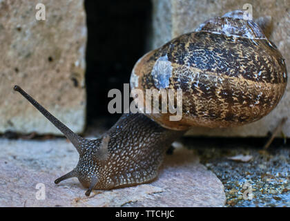 Vicino la foto di un giardino in comune va a passo di lumaca strisciare su di una pietra mattone Foto Stock