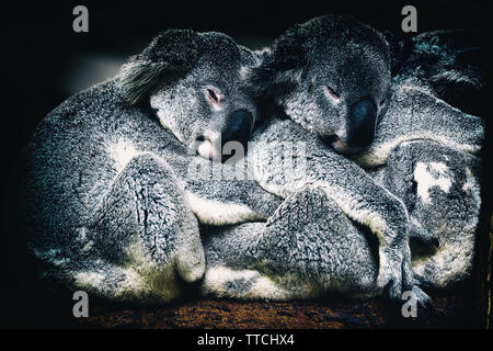 Koala dormendo , Brisbane - Australia Foto Stock