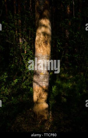 Castori nibbled albero nella kerzhenskiy riserva naturale statale Foto Stock