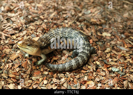 Blu orientale-tongued skink sdraiato sul pavimento (Tiliqua scincoides) Foto Stock